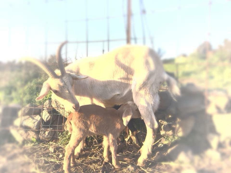 Natura-Eco Farm 外观 照片