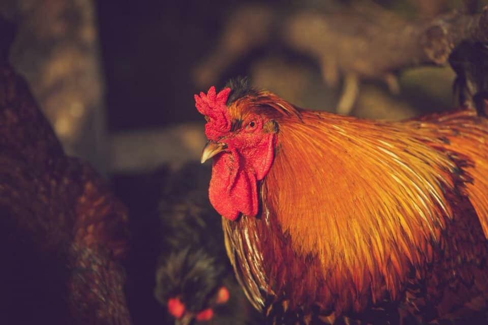 Natura-Eco Farm 外观 照片