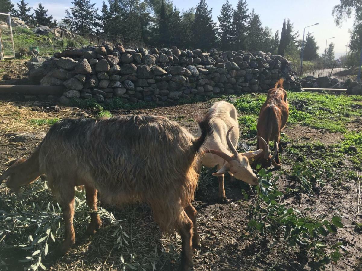 Natura-Eco Farm 外观 照片